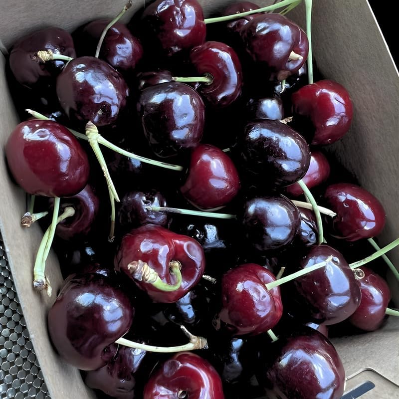 2 Black Cherry Trees Live Plants 2–3 Ft Tall | Sweet Cherry Fruit Tree for Home Garden, Yard Growing & Outdoor Landscape