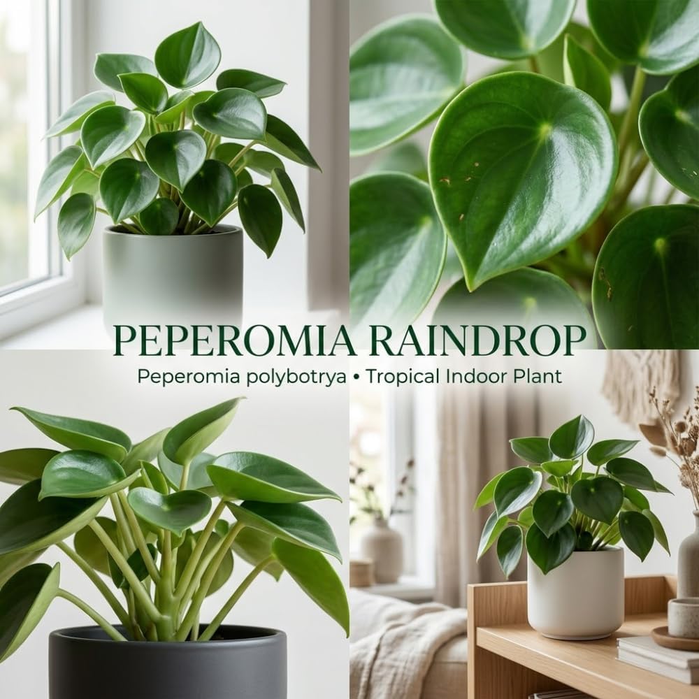 Peperomia Raindrop Live Plant in 4" Pot, Vigorous Potted Indoor Plant Starter with Glossy Teardrop Leaves, Sturdy Low Maintenance Pet-Safe Plant for Home Office & Desk Décor