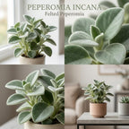 Peperomia Incana Plant, 4" Pot, High-Vigor Low Maintenance Houseplant for Desks, Pet-Friendly Soft Grey-Green Foliage