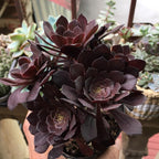 Aeonium Succulents Plants Live in 4" Inch Pot | Black Rose Tree for Planting | Great for Home & Office Styling, Succulent Arrangements & Beginner Growers