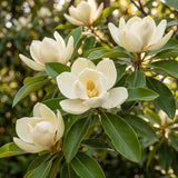 Sweetbay Magnolia Plant, 3 Feet Tall in 3 Gallons Pot, Vigorous Flowering Shrub for Backyard Gardens & Patios, Elegant White Blossoms & Semi-Evergreen Foliage