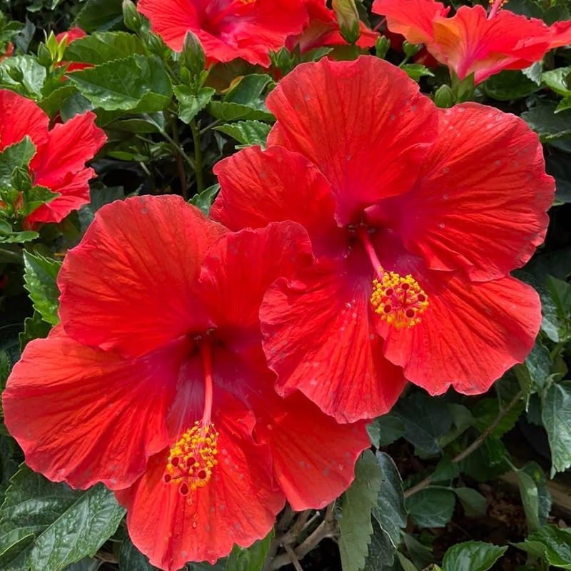 2 Red Rose of Sharon Live Plants | 12–18 Inch Tall | Red Blooming Hibiscus syriacus for Yards, Hedges, Borders & Landscape Design