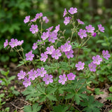 5 Wild Geranium Roots, Well-Rooted Maculatum, Low Maintenance Flowering Groundcover for Sun or Shade, Vigorous Growth Habit