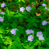 10 Wild Geranium Roots, Geranium Maculatum, Lavender Pink Flowering Perennial for Shady Garden Borders, Cold-Hardy Flower for Woodland Landscapes
