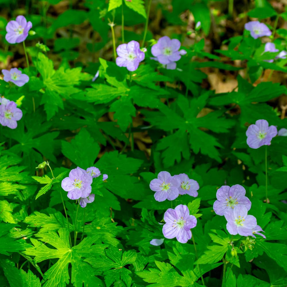 10 Wild Geranium Roots, Geranium Maculatum, Lavender Pink Flowering Perennial for Shady Garden Borders, Cold-Hardy Flower for Woodland Landscapes