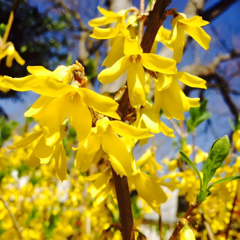 2 Forsythia Live Plants | Forsythia Bush Shrubs for Outdoor Planting | 1–2 Feet Tall Well-Established Plants | Ideal for Hedges, Borders, and Landscape Use