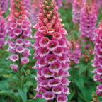 Foxglove Live Plant in 3-Inch Pot, Digitalis Purpurea Tall Flowering, Bell-Shaped Purple Blooms for Cottage Gardens and Borders