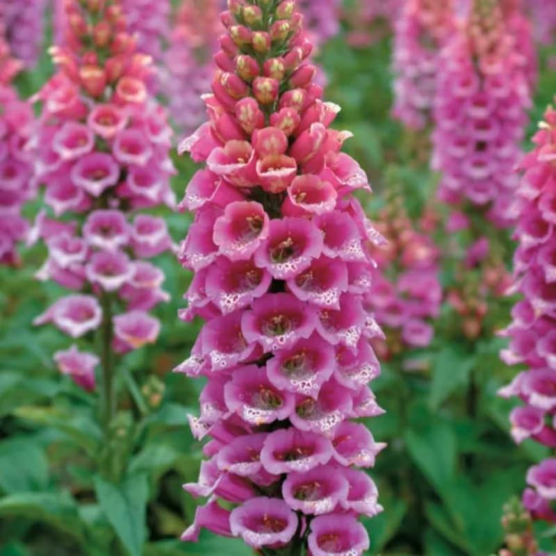 Foxglove Live Plant in 3-Inch Pot, Digitalis Purpurea Tall Flowering, Bell-Shaped Purple Blooms for Cottage Gardens and Borders