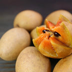 Sapodilla Alano Live Fruit Tree | 30-36 Inches Tall | Sweet Tropical Sapote | Easy to Grow | Great for Home Gardens & Warm Climates | No Ship to CA,HI,AK