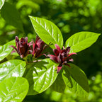 2 Sweet Shrub Live Plant, Calycanthus Floridus, 4 Inch Pot, 12-18 Inch Tall, Low Maintenance Shrub with Maroon Blooms