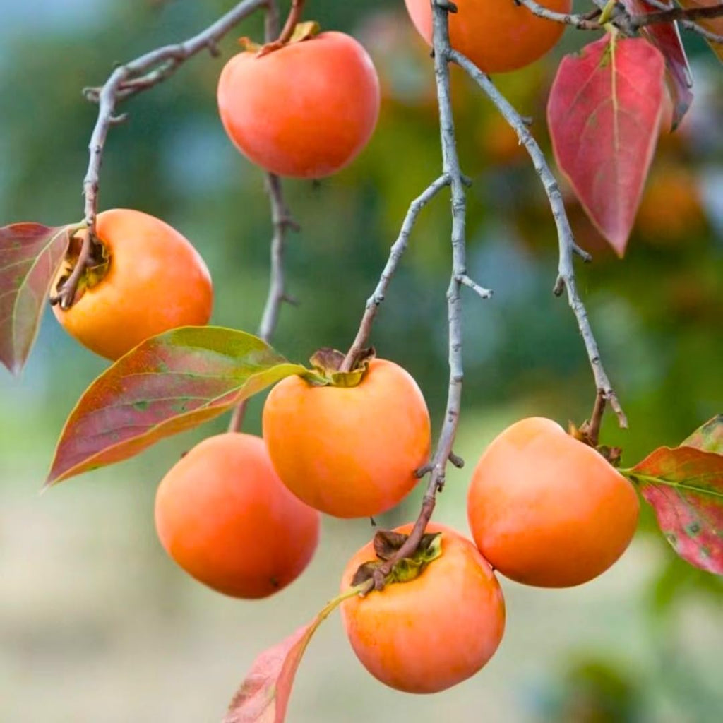 2 Persimmon Tree Live Plant in 12 – 24 Inch Tall Potted | American Persimmon Tree for Planting | Suitable for Home Garden & Backyard Growing