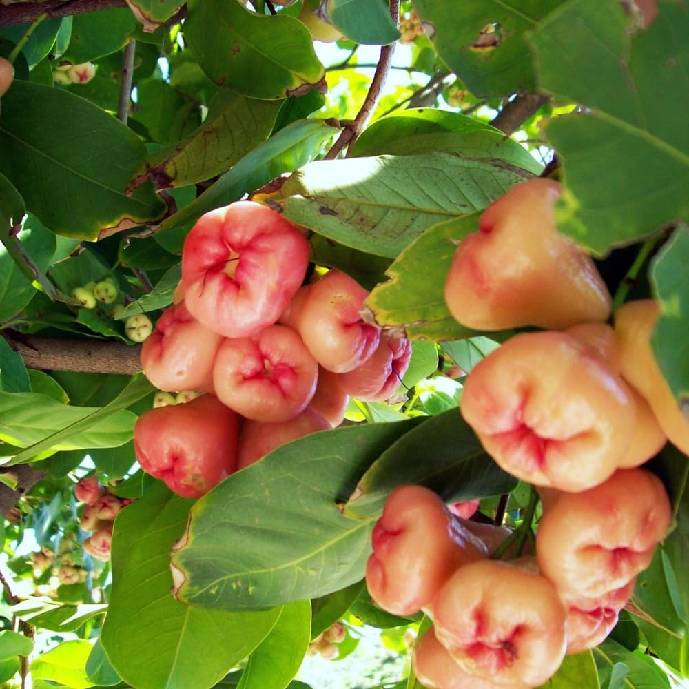 Red Rose Apple Tree | Fruit Tree 30-36 Inches Tall | Red Wax Jambu Live Plant | Live Fast-Growing Tropical Tree with Glossy Foliage | Ideal for Patios, Containers & Backyards | No Ship to CA,HI,AK