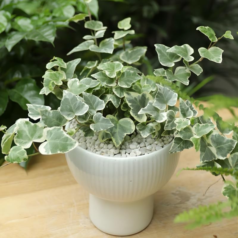Glacier English Ivy Live Plant in 6 Inch Pot | Real English Ivy Plant Live | Trailing Plant & Climbing Vine | Easy Care Houseplant for Home & Office