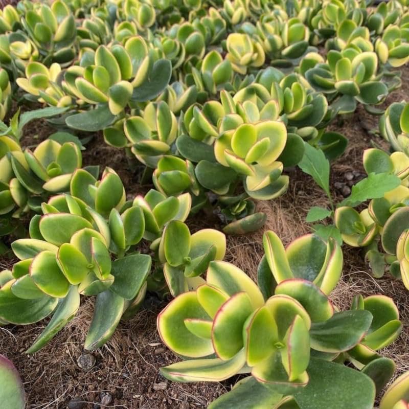 Variegated Jade Plant Live in 4" Inch Pot | Tri-Color Crassula Ovata | Easy-Grow Jade Succulent for Home & Office Décor