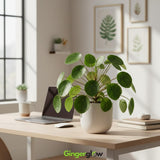 2 Chinese Money Plant Live House Plant in 6 Inch Pot, Pilea Peperomioides Plant, Attractive Indoor Greenery for Desks, Shelves & Small Spaces, Real Plants for Home & Office Décor