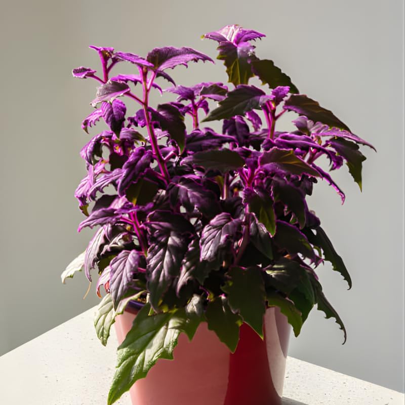 Purple Passion Plant Live - Gynura, 4-8 Inch Tall, 2-Pack Rooted Starters, Easy to Grow Indoor Houseplant for Home & Office, Vibrant Purple Velvet Foliage