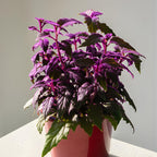 Purple Passion Plant Live - Gynura, 4-8 Inch Tall, 2-Pack Rooted Starters, Easy to Grow Indoor Houseplant for Home & Office, Vibrant Purple Velvet Foliage