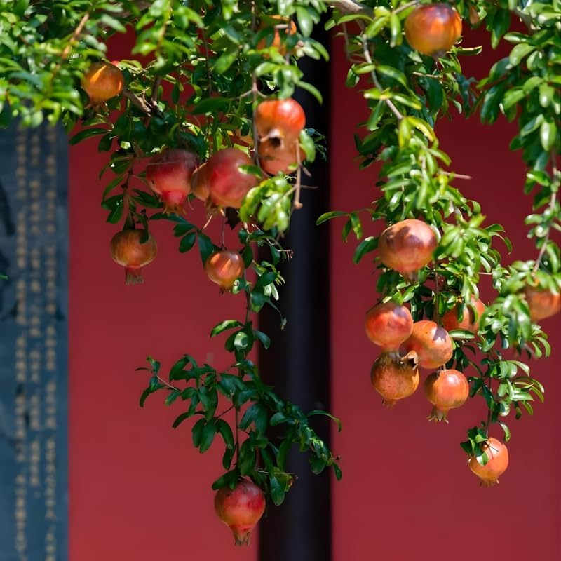 Pomegranate Plant Live in 4 Inch Pot | Salavatski Pomegranate Tree for Planting | Fruit-Bearing Live Pomegranate Plants for Garden, Backyard Orchard & Patio Containers