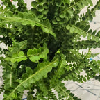 2 Button Fern Live Plant, Live Fern Plants in 2 Inch Pot, Air-Purifying, Low Maintenance, Perfect for Home and Office Décor, Easy to Care