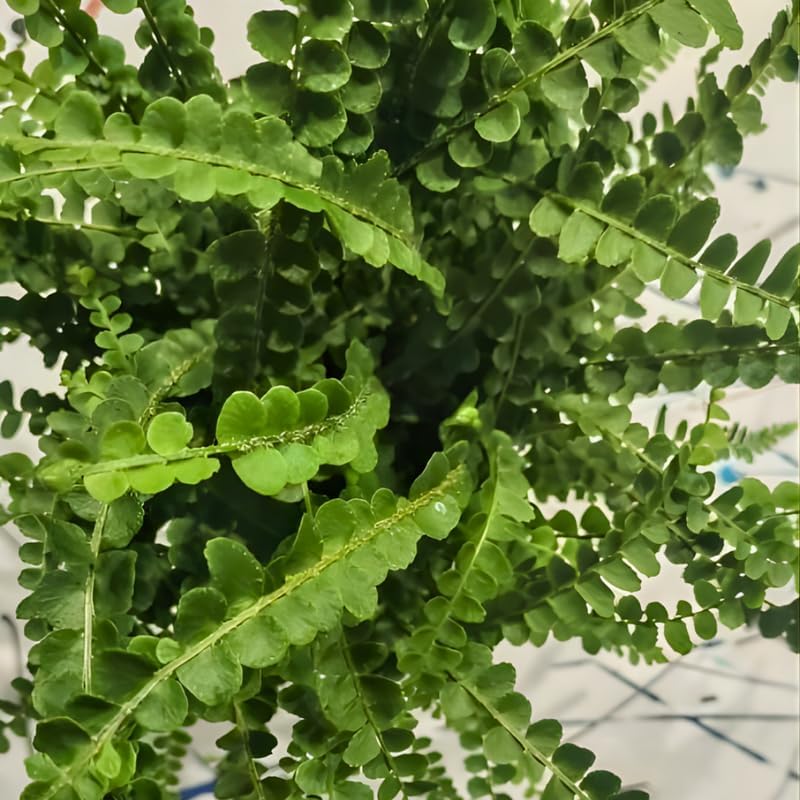 2 Button Fern Live Plant, Live Fern Plants in 2 Inch Pot, Air-Purifying, Low Maintenance, Perfect for Home and Office Décor, Easy to Care