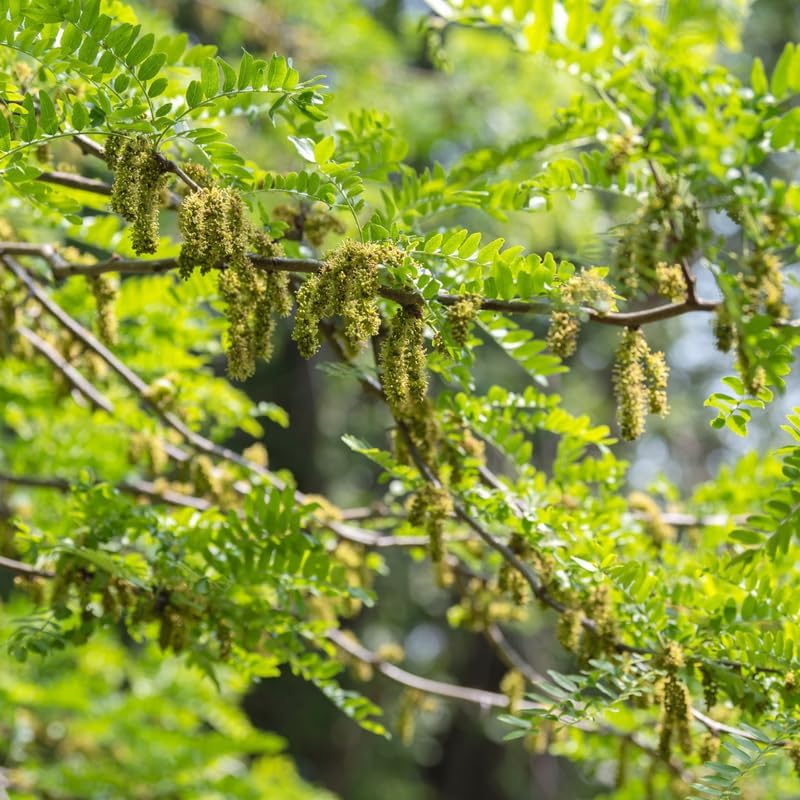 2 Honey Locust Treee Plants – Fast-Growing, Hardy Outdoor Trees | 6–12 Inch | Low-Maintenance