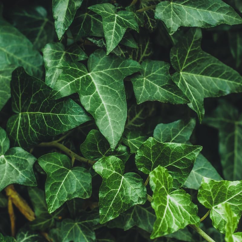 2 Baltic English Ivy Live Plant with Pots, Easy-Care Climbing Vines Live Plants, Ideal for Ground Cover, Hanging Baskets & Indoor Décor