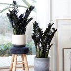 Black ZZ Plant Live in 6’’ Inch Pot | ZZ Plants Live House Plants with Rich Dark Leaves | Low-Maintenance Indoor Plant with Striking Dark Foliage | Perfect for Desks, Shelves & Living Spaces.