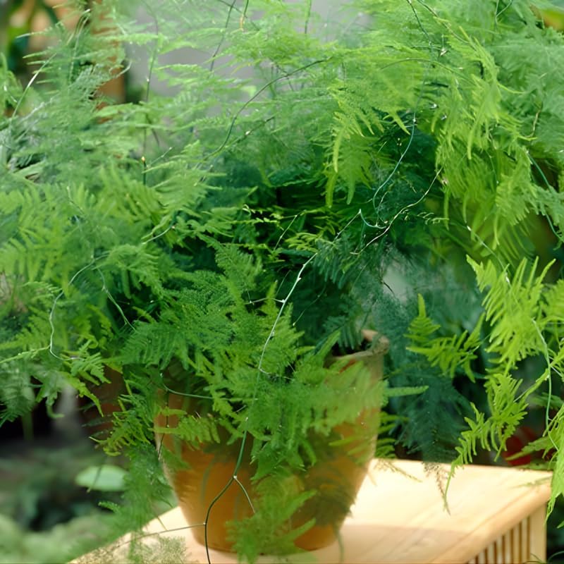Asparagus Fern Live Indoor Plant in 4’’ Inch Pot | Airy, Fine-Texture Asparagus Setaceus | Elegant Decorative Houseplant for Home, Office & Living Spaces