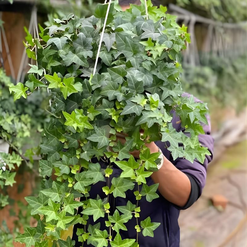 Gold Child English Ivy Plant Live in 6'' Inch Pot | English Ivy Live Plants | Trailing & Climbing Easy-Care Ivy Houseplant | Real English Ivy Plant for Pots, Shelves & Hanging Displays
