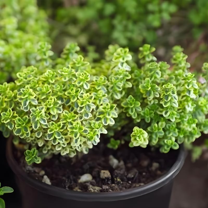 Lemon Thyme Plants Live, 4 Inch Tall Starter, Fragrant Citrus Herb for Culinary Gardens and Potted Porches