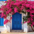 Bougainvillea Plant Live | Perenial Purple Flower Outdoor Plant | 4-5 Inc Tall | Starter Plant | Unique Gift for Mom, Friend, Women, Her, Birthday Gifts