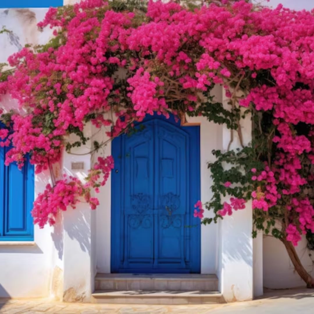 Bougainvillea Plant Live | Perenial Purple Flower Outdoor Plant | 4-5 Inc Tall | Starter Plant | Unique Gift for Mom, Friend, Women, Her, Birthday Gifts