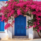 Bougainvillea Plant Live | Perenial Purple Flower Outdoor Plant | 4-5 Inc Tall | Starter Plant | Unique Gift for Mom, Friend, Women, Her, Birthday Gifts