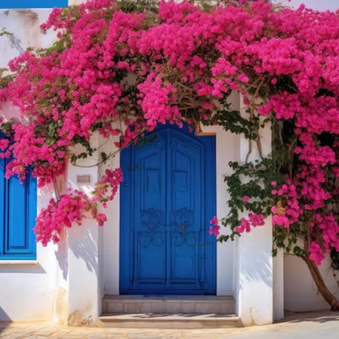 Bougainvillea Plant Live | Perenial Purple Flower Outdoor Plant | 4-5 Inc Tall | Starter Plant | Unique Gift for Mom, Friend, Women, Her, Birthday Gifts