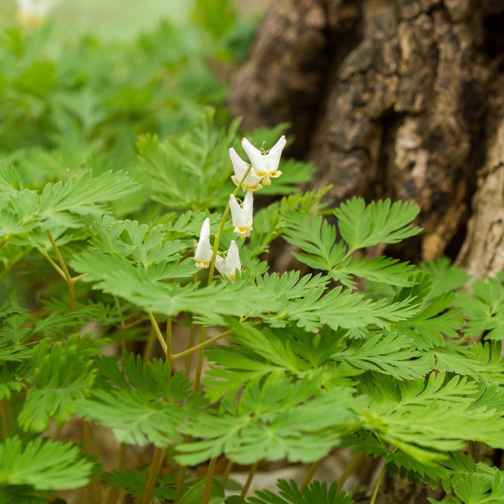 5 Dutchman’s Breeches Bare Root Plant, Dicentra cucullaria, Low Maintenance, East to Grow, Cold Hardy, Shade-Loving Perennial for Woodland Gardens & Landscapes