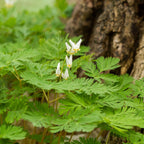 5 Dutchman’s Breeches Bare Root Plant, Dicentra cucullaria, Low Maintenance, East to Grow, Cold Hardy, Shade-Loving Perennial for Woodland Gardens & Landscapes