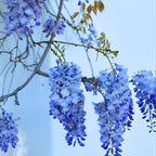 3 Blue Wisteria Plant in 2.5 Inch Pot, Blue Flowering Tree, Easy-Care Climbing Vine for Landscapes, Fences & Outdoor Garden Décor