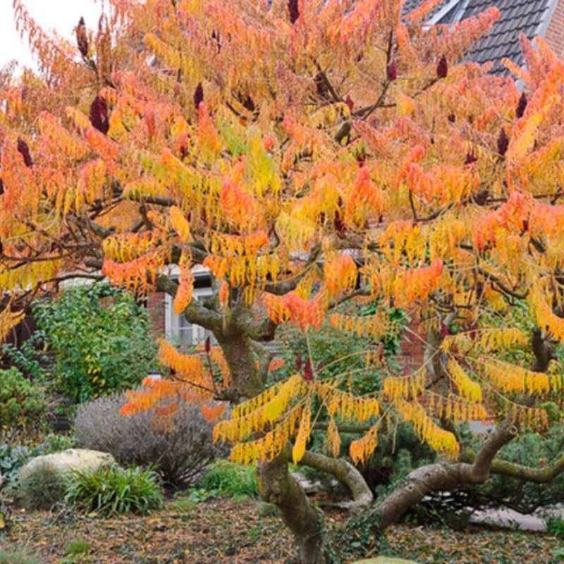 2 Live Staghorn Sumac Plants | Hardy Native Shrubs for Outdoor Planting | 6–12 Inch Tall | Vibrant Fall Color