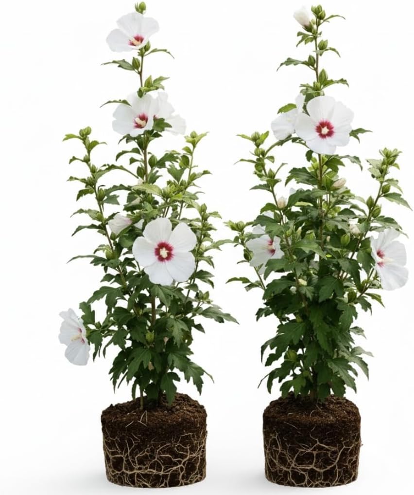 2 Red Heart Althea Rose of Sharon Live Plant | 12–18 Inch Tall | White Hibiscus Plant Featuring Red Center Flowers | Hardy Outdoor Flowering Shrub for Garden, Yard & Landscape Planting