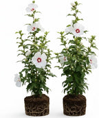 2 Red Heart Althea Rose of Sharon Tree | Live Hibiscus Plant 12–18 Inch Tall | White Hibiscus with Red Center | Outdoor Flowering Shrub for Home Gardens