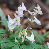 5 Dutchman’s Breeches Bare Root Plant, Dicentra cucullaria, Low Maintenance, East to Grow, Cold Hardy, Shade-Loving Perennial for Woodland Gardens & Landscapes