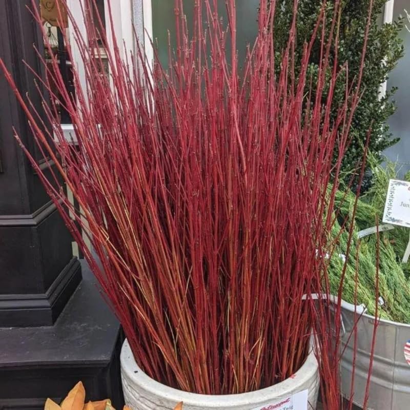 4 Red Osier Twig Dogwood Live Plant | 10–12 Inch Hardy Native Outdoor Shrub with Red Winter Stems