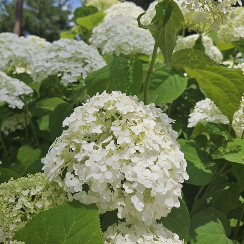 2 Snowball Bush Live Plants | Japanese Snowball Bush Live Plant for Outdoor Growing | 1–2 Feet Tall Bare Root Shrubs | Ideal for Garden Planting and Landscape Use