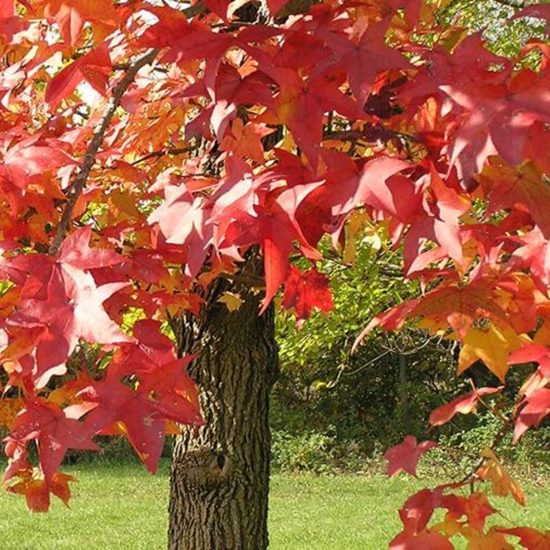 10 Sweet Gum Tree Live Plant 1-2ft Tall | Established Native Tree | Ready to Plant Shade Tree for Backyard