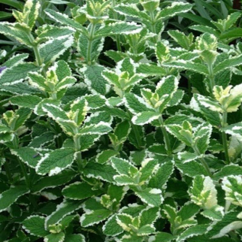 Chocolate Mint Plants Live, Mint Plants for Inside and Home Décor, 3-Inch Potted Fresh Herb for Indoor Outdoor Growing