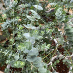 Silver Dollar Eucalyptus Plant Live, 4 Inch Tall Bare Root Seedlings, Eucalyptus Cinerea Aromatic Evergreen, Silvery Foliage for Home and Garden