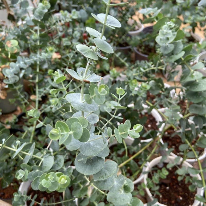 Silver Dollar Eucalyptus Plant Live, 4 Inch Tall Bare Root Seedlings, Eucalyptus Cinerea Aromatic Evergreen, Silvery Foliage for Home and Garden