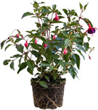 Fuchsia Plants Live, Double Red Fuchsia, 6-12 Inch Tall, Marinka Variety, Fast Growing Deciduous Flowering Shrub, Well-Rooted Plant