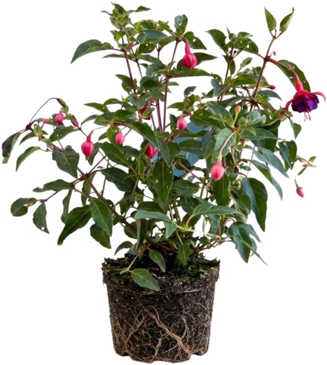 2 Fuchsia Plants Live, Dark Blue & Red Fuchsia, 6-12 Inch Tall, Blue Eye Variety, Trailing Flowering Plant, Ideal for Hanging Baskets
