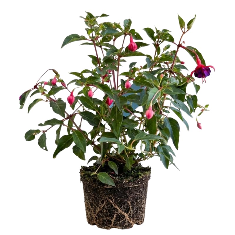 Fuchsia Plants Live, Gold and Red Foliage, 6-12 Inch Tall, Autumnale Variety, Trailing Flowering Plant, Ideal for Hanging Baskets